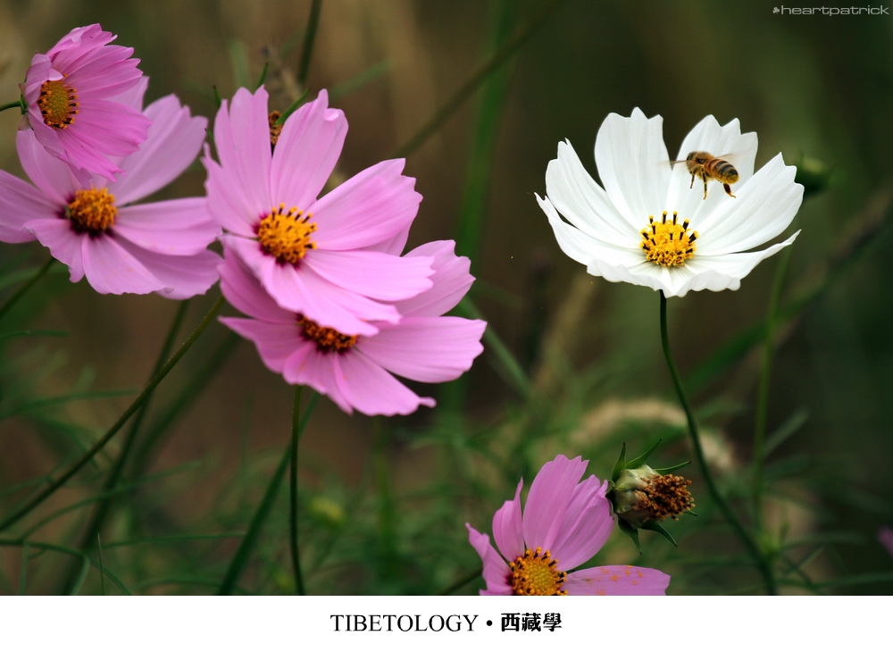 heartpatrick tibet china autumn