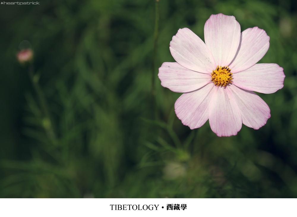 heartpatrick tibet china autumn