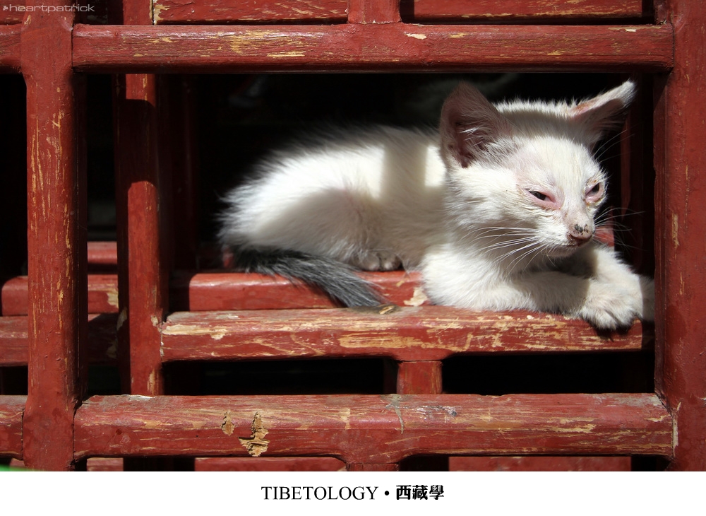 heartpatrick tibet china autumn