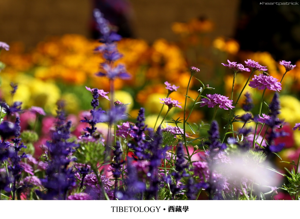 heartpatrick tibet china autumn