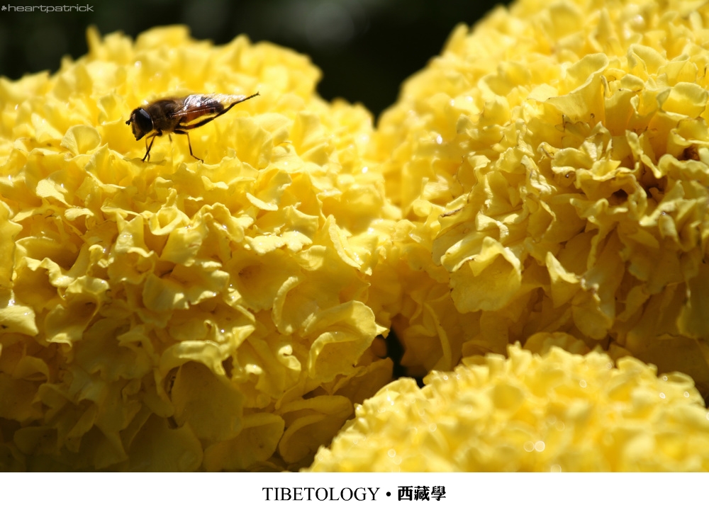 heartpatrick tibet china autumn