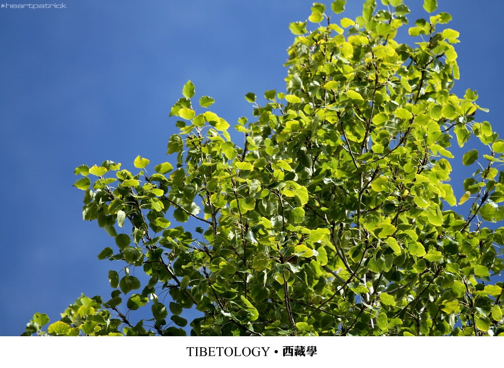 heartpatrick tibet china autumn