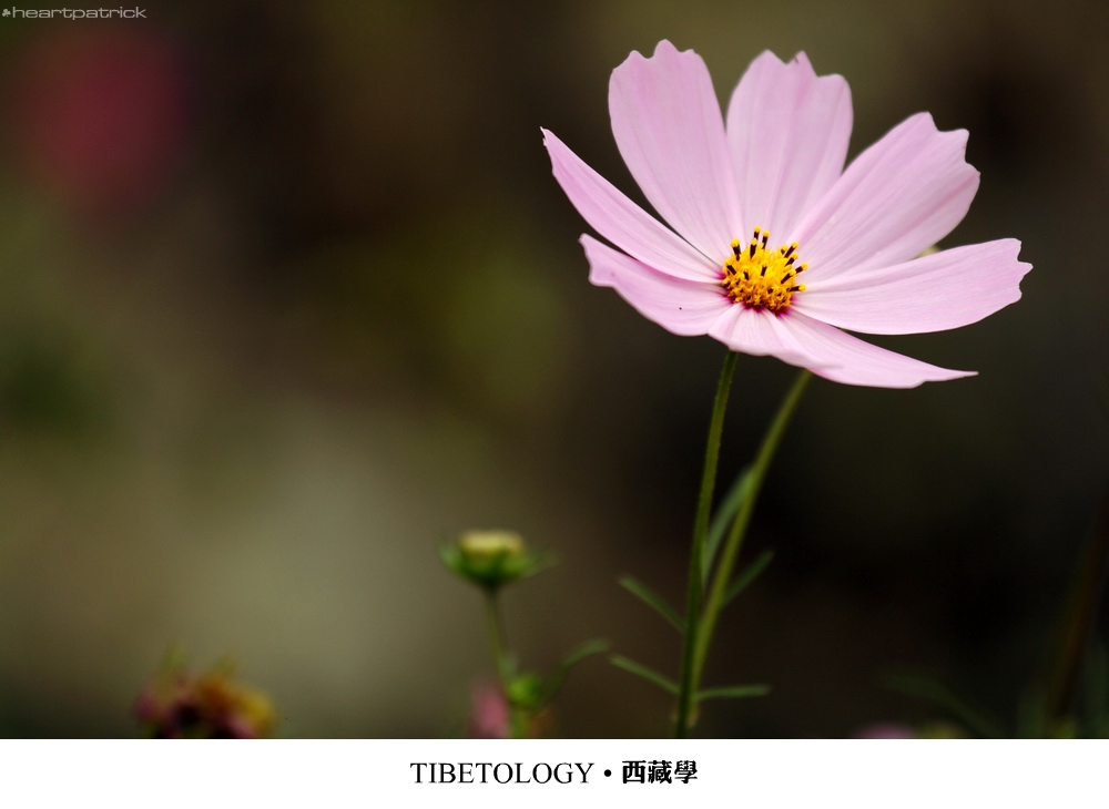 heartpatrick tibet china autumn