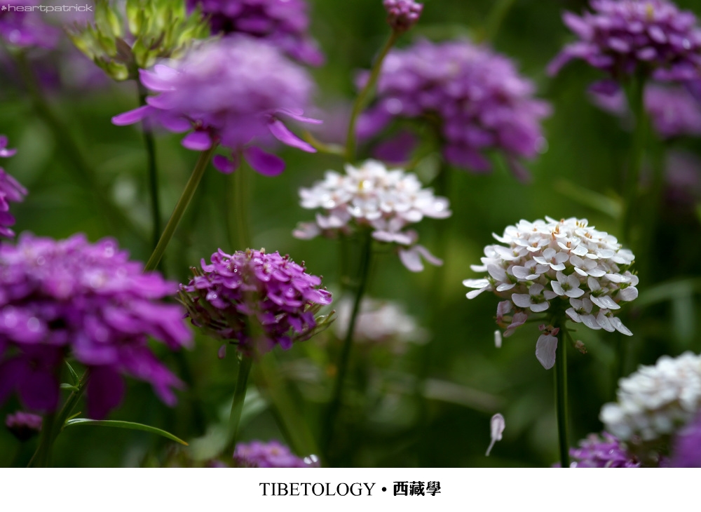 heartpatrick tibet china autumn