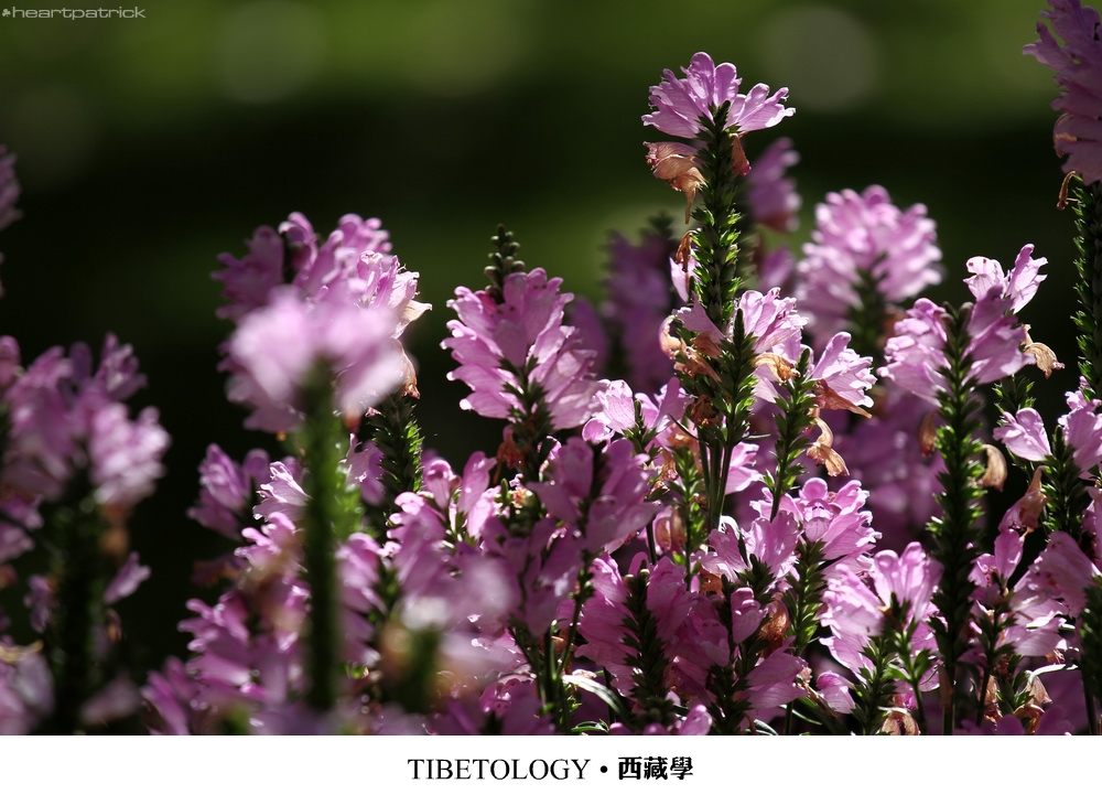 heartpatrick tibet china autumn