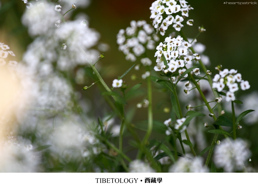 heartpatrick tibet china autumn