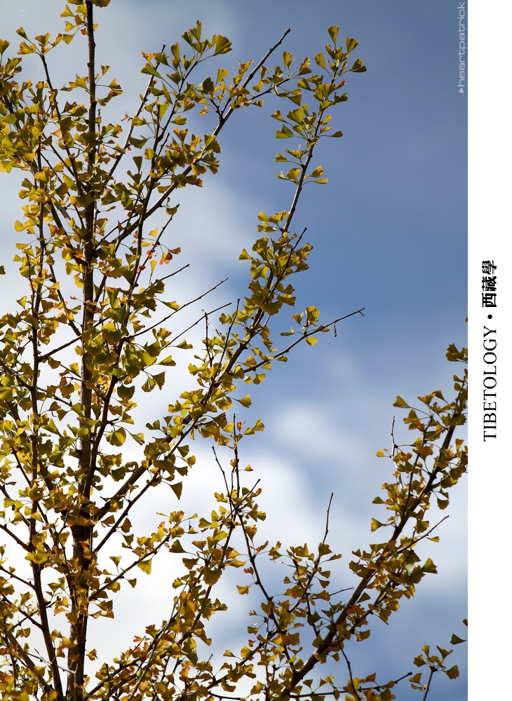 heartpatrick tibet china autumn