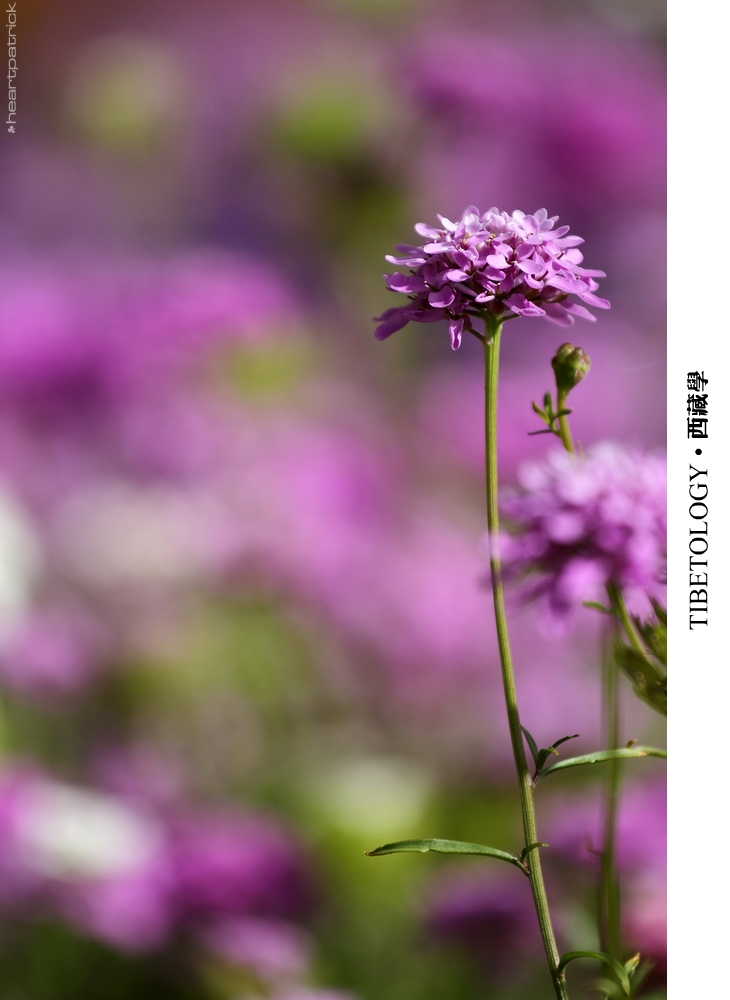 heartpatrick tibet china autumn