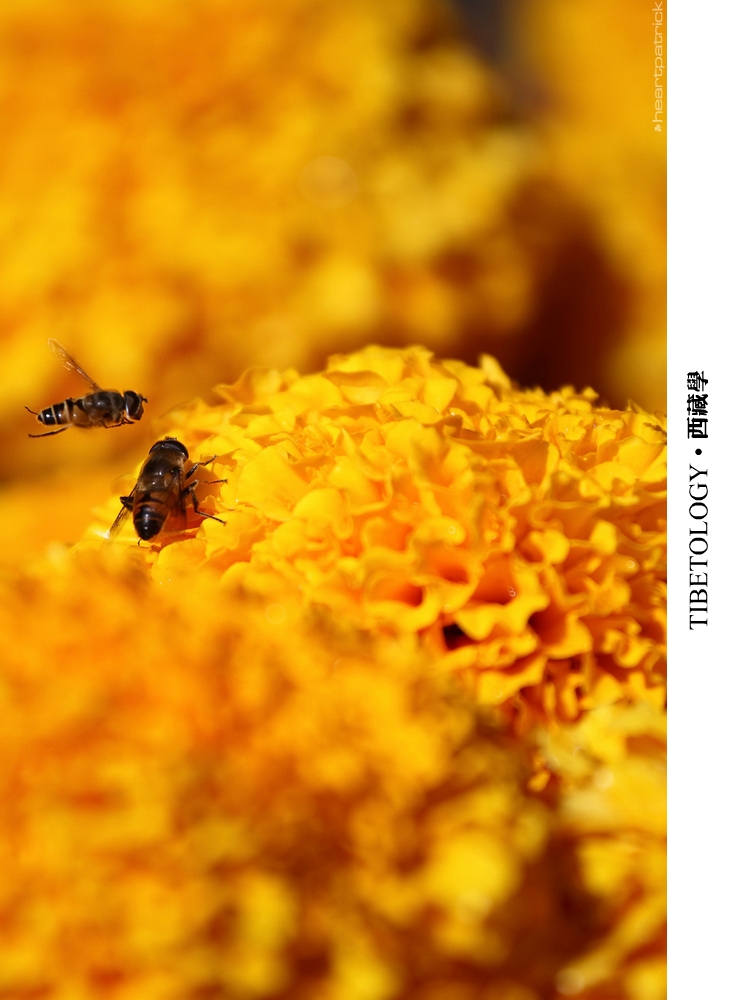 heartpatrick tibet china autumn