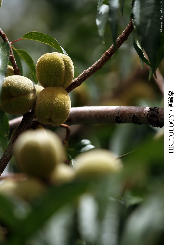 heartpatrick tibet china autumn