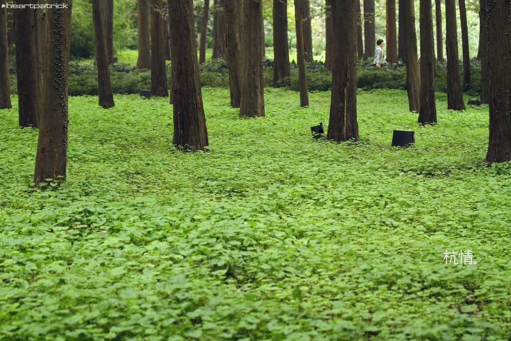 heartpatrick china hangzhou