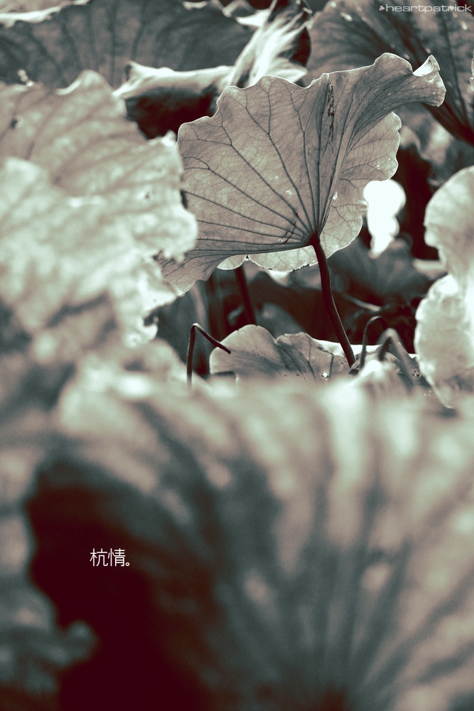 heartpatrick china hangzhou