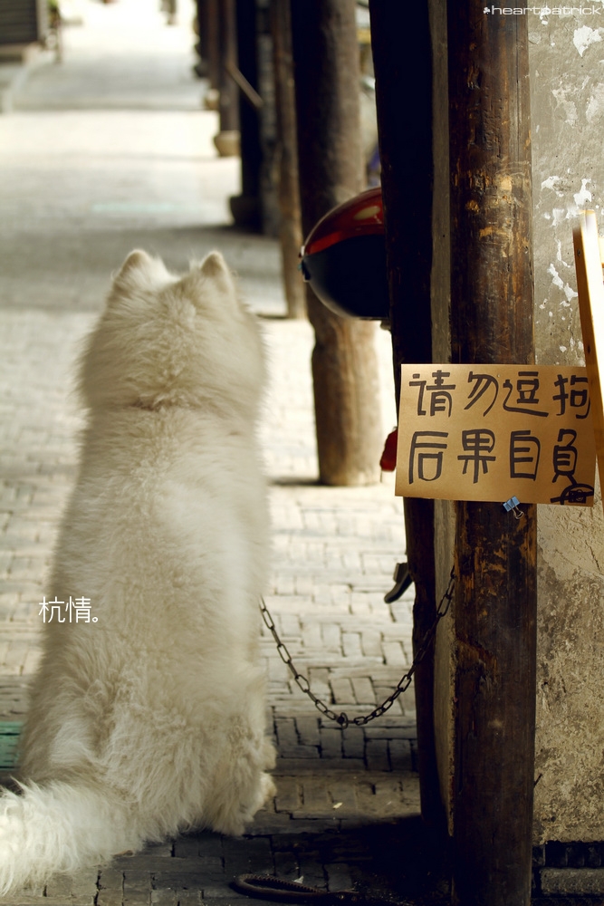 heartpatrick china hangzhou