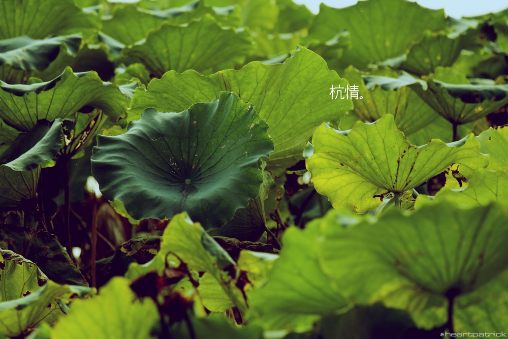 heartpatrick china hangzhou