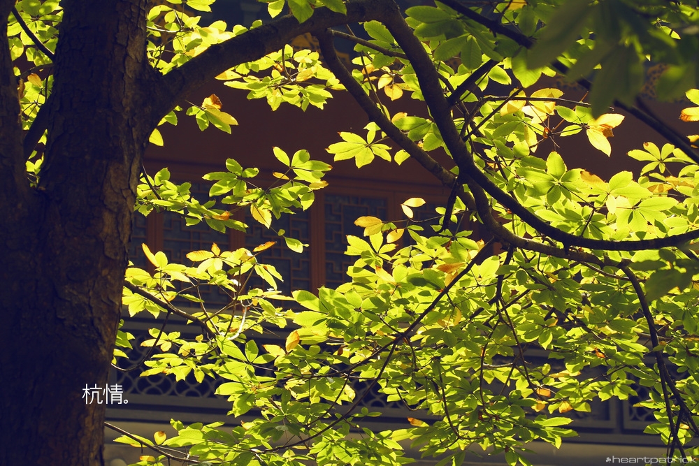 heartpatrick china hangzhou