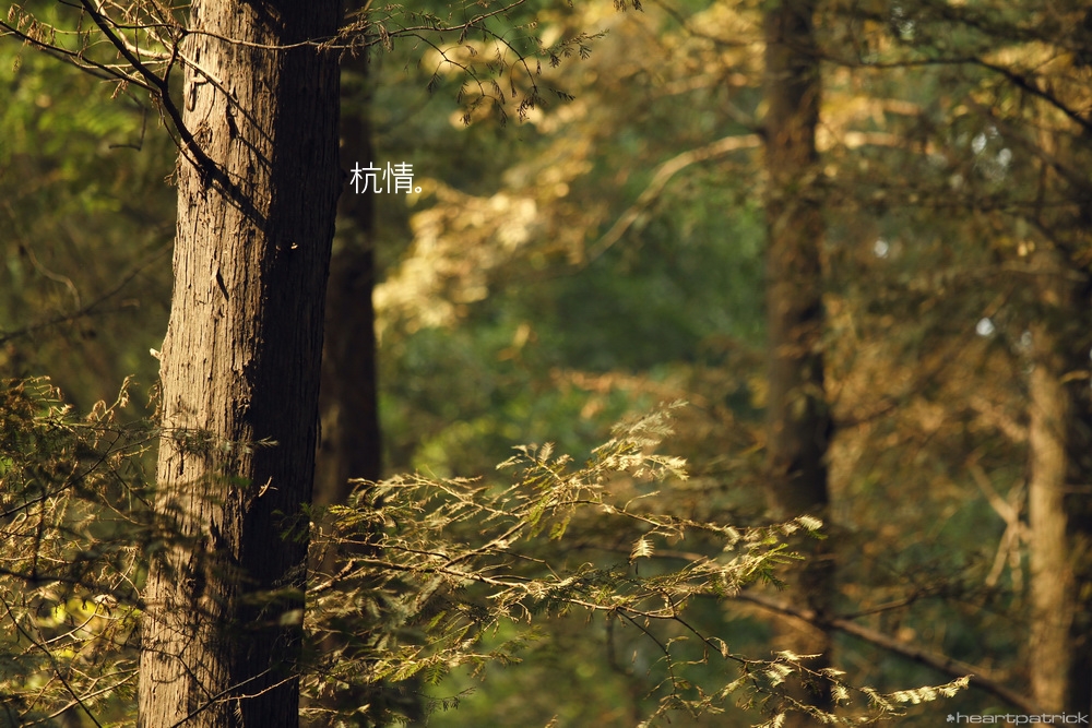 heartpatrick china hangzhou