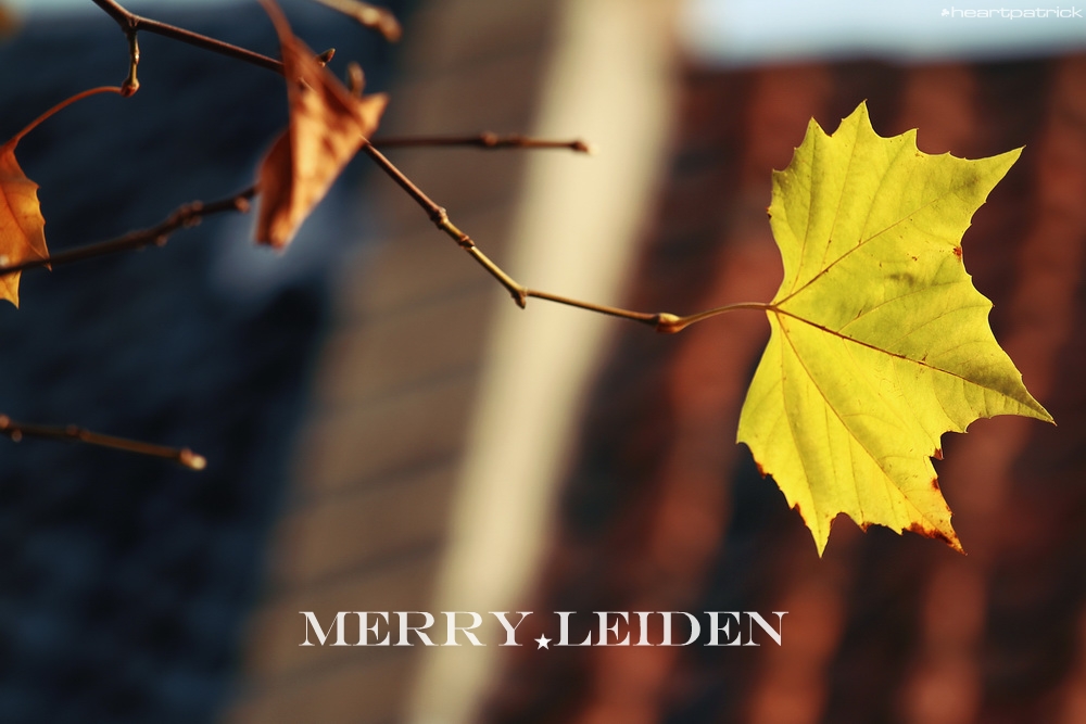 heartpatrick the hague antwerp leiden
