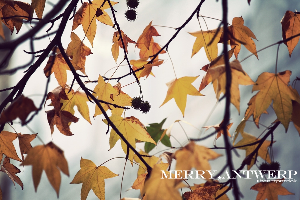 heartpatrick the hague antwerp leiden