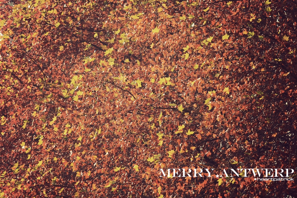 heartpatrick the hague antwerp leiden