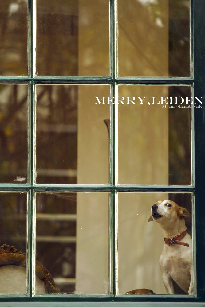 heartpatrick the hague antwerp leiden