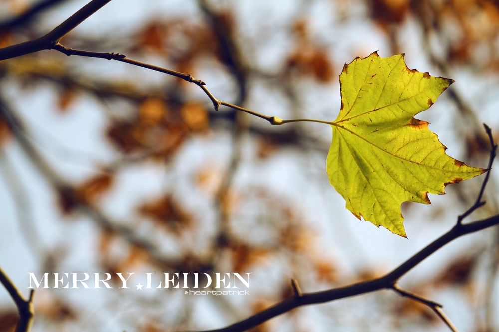 heartpatrick the hague antwerp leiden