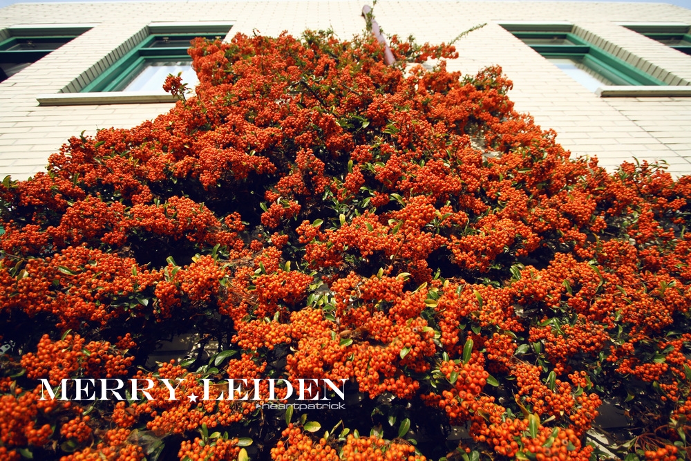 heartpatrick the hague antwerp leiden