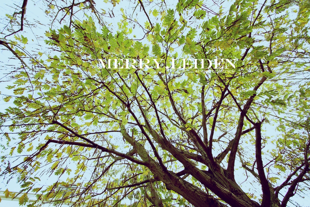 heartpatrick the hague antwerp leiden