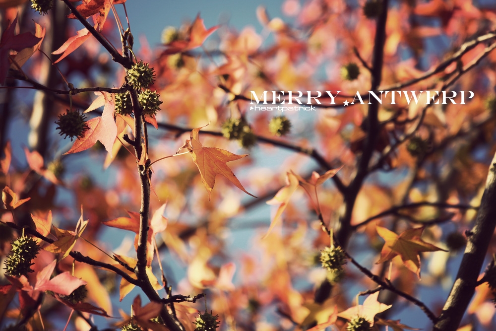 heartpatrick the hague antwerp leiden