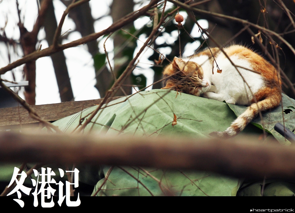 heartpatrick china hong kong street photography