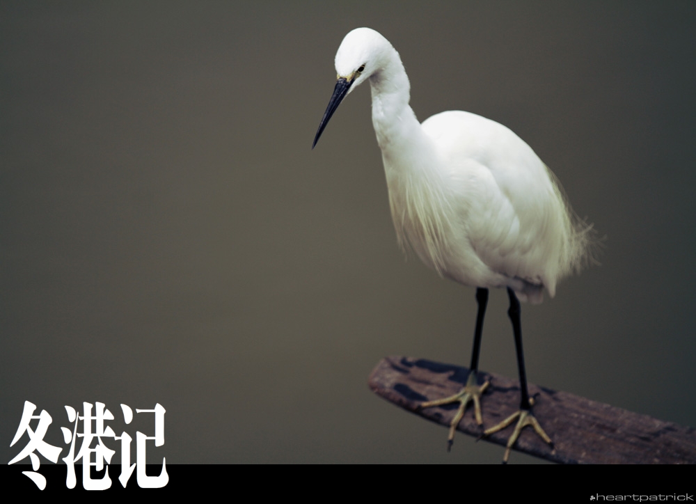 heartpatrick china hong kong street photography