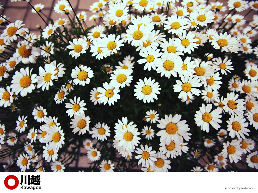 heartpatrick tokyo japan photojournalism street photography