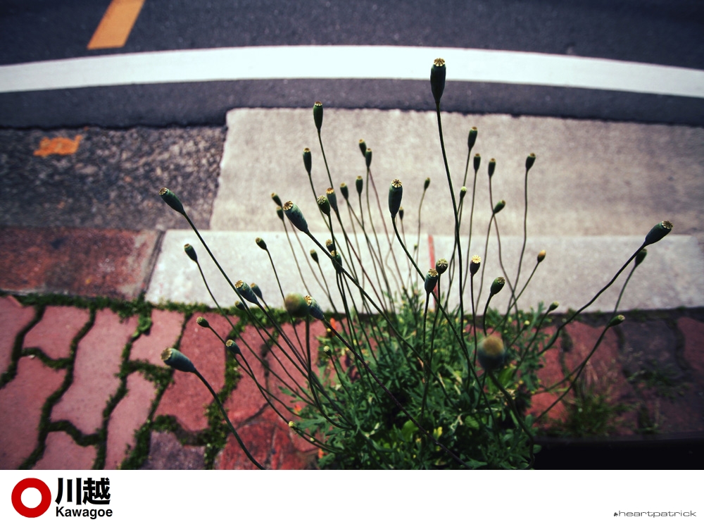 heartpatrick tokyo japan photojournalism street photography