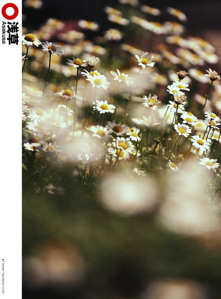 heartpatrick tokyo japan photojournalism street photography