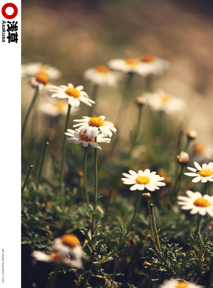 heartpatrick tokyo japan photojournalism street photography