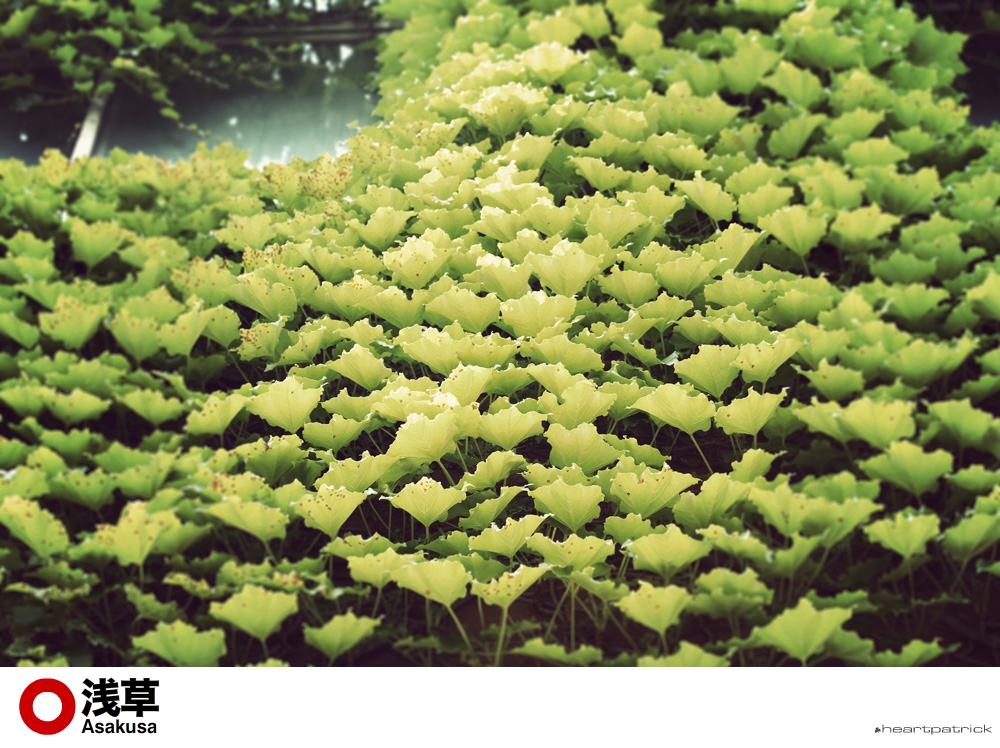 heartpatrick tokyo japan photojournalism street photography