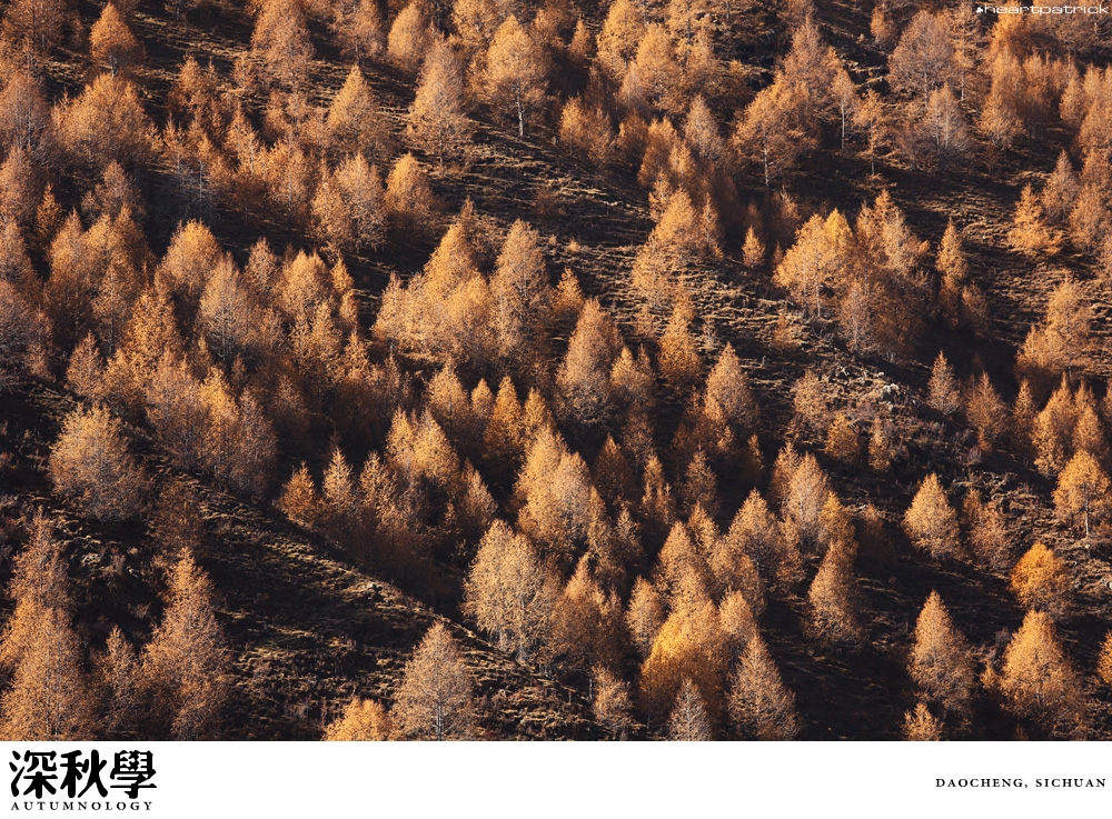 heartpatrick china autumn yunnan sichuan