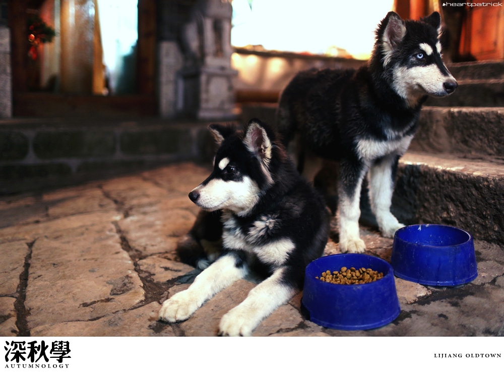 heartpatrick china autumn yunnan sichuan