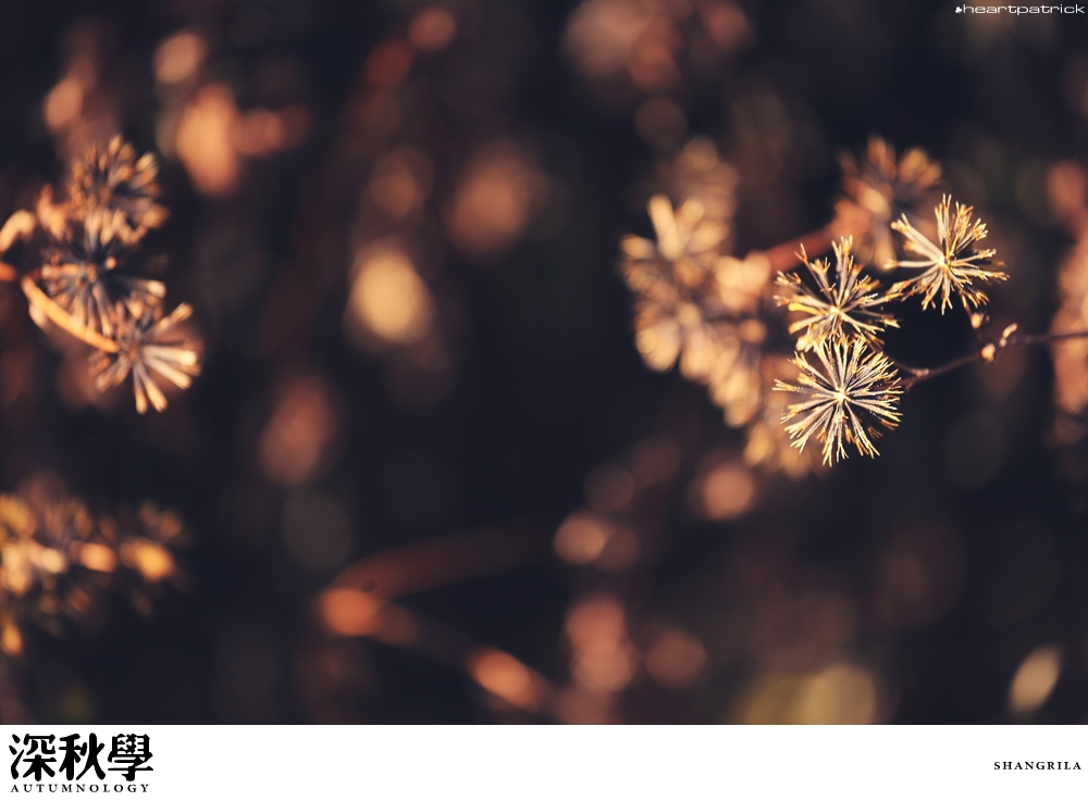 heartpatrick china autumn yunnan sichuan