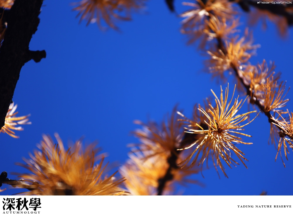 heartpatrick china autumn yunnan sichuan