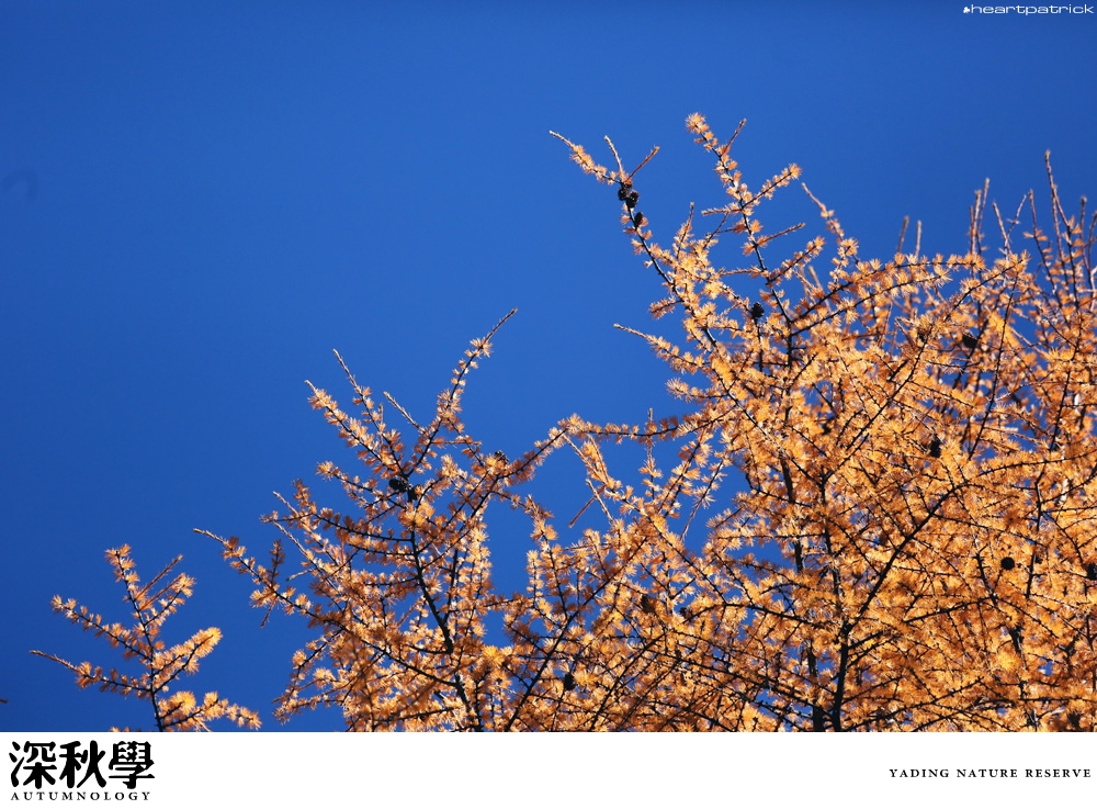 heartpatrick china autumn yunnan sichuan