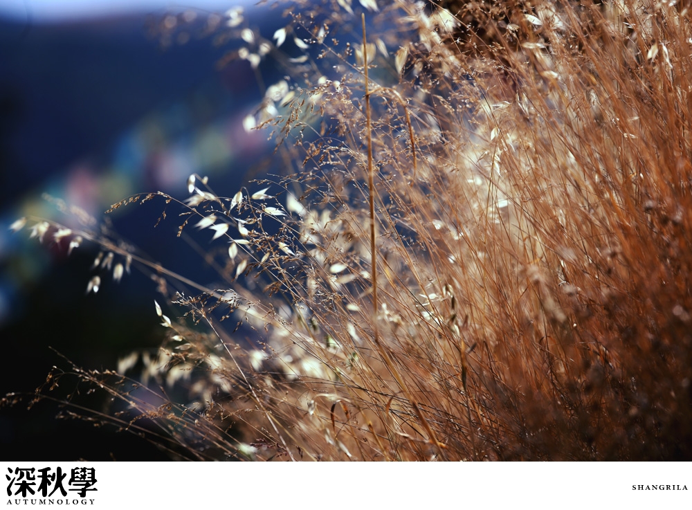 heartpatrick china autumn yunnan sichuan