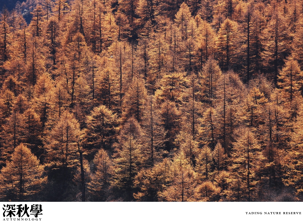 heartpatrick china autumn yunnan sichuan