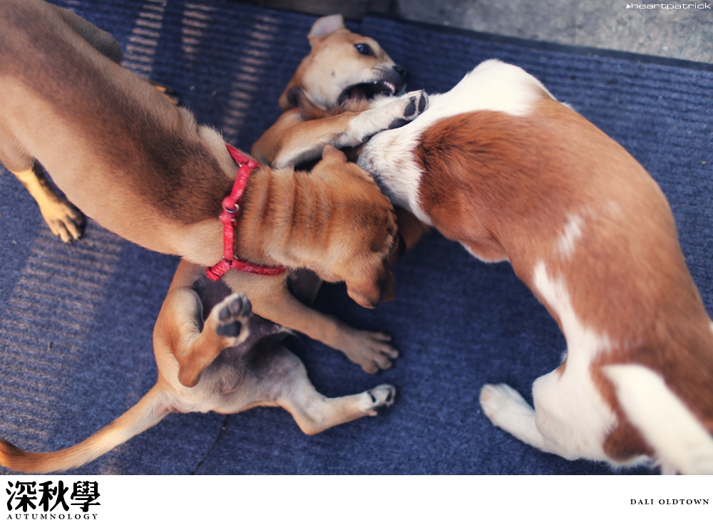 heartpatrick china autumn yunnan sichuan