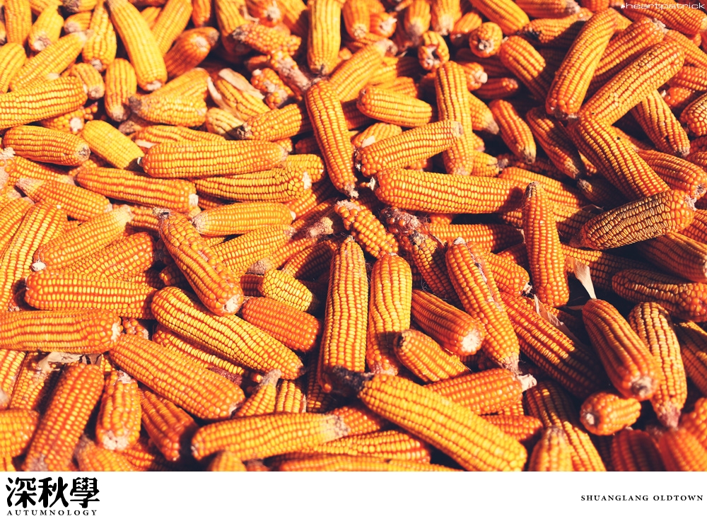 heartpatrick china autumn yunnan sichuan