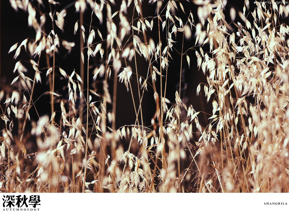 heartpatrick china autumn yunnan sichuan