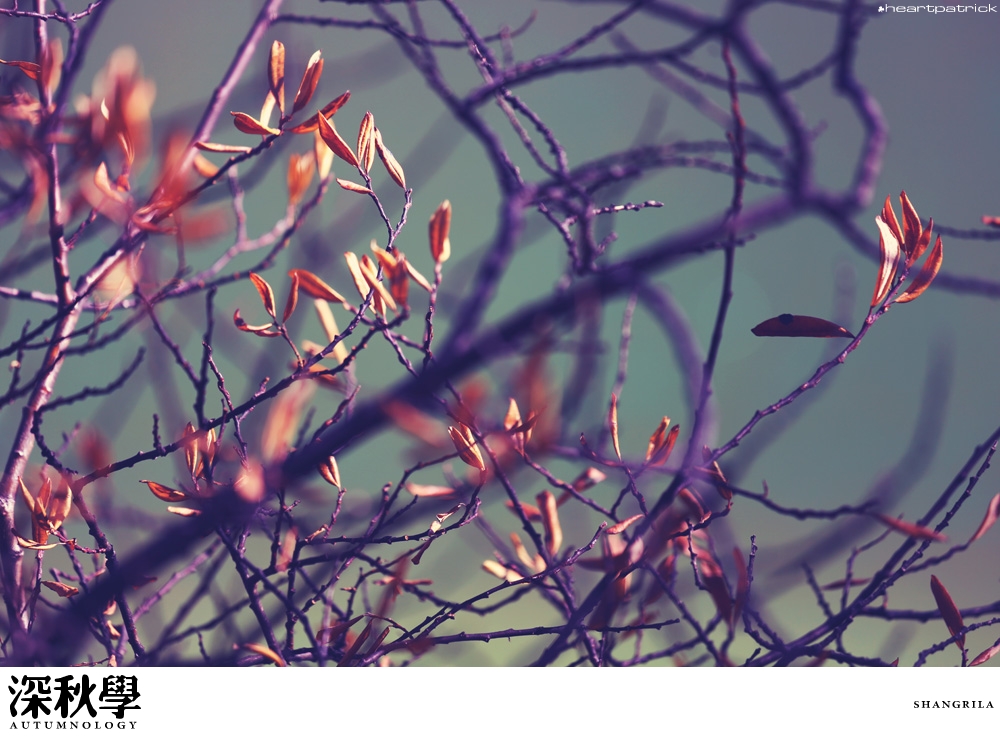 heartpatrick china autumn yunnan sichuan