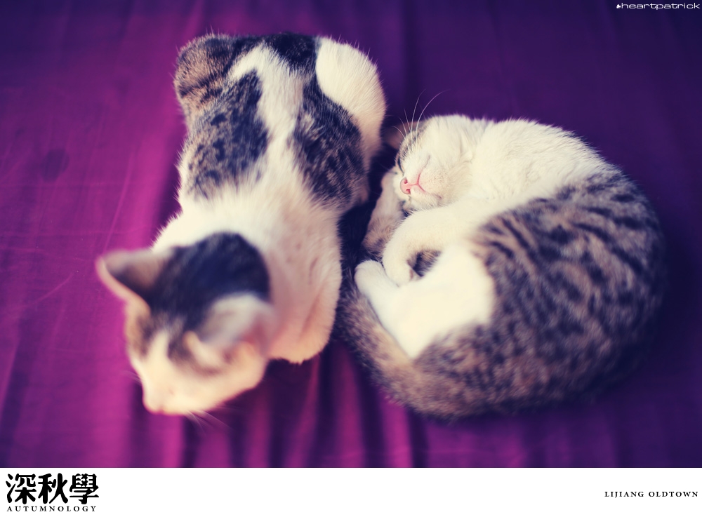 heartpatrick china autumn yunnan sichuan