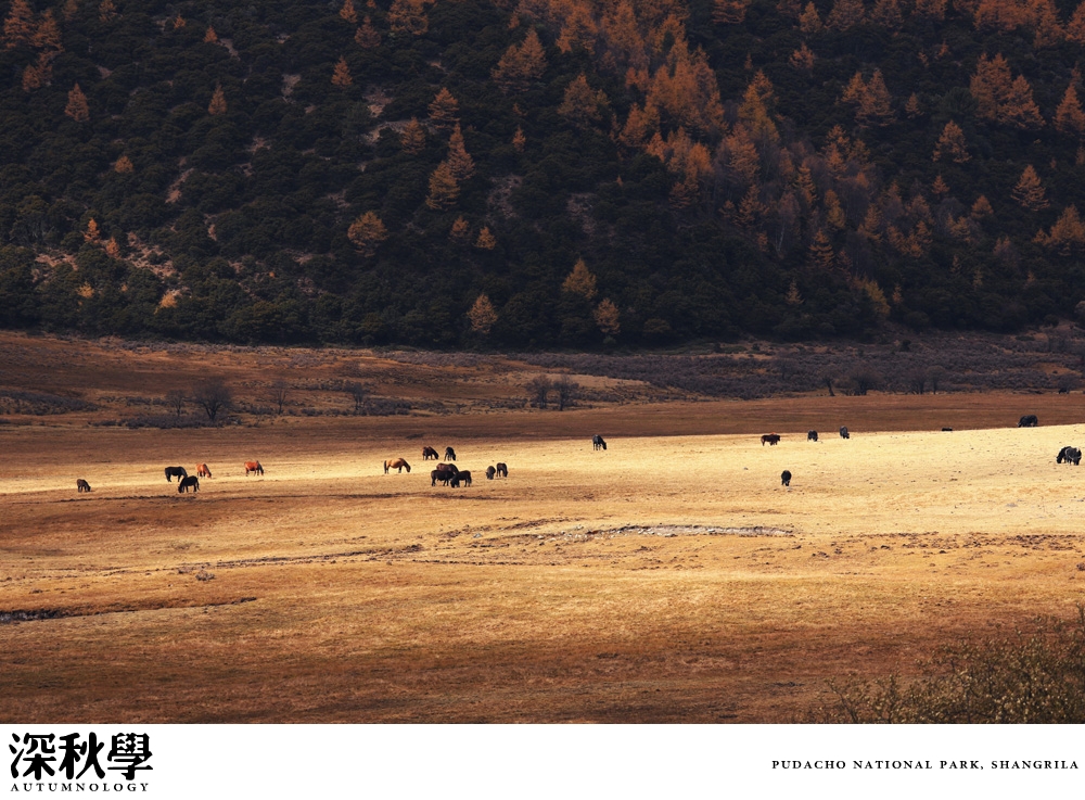 heartpatrick china autumn yunnan sichuan