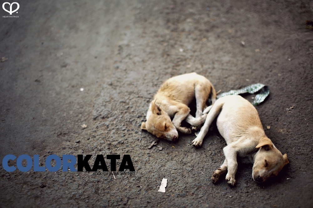 india kolkata photojournalism street photography maniktala