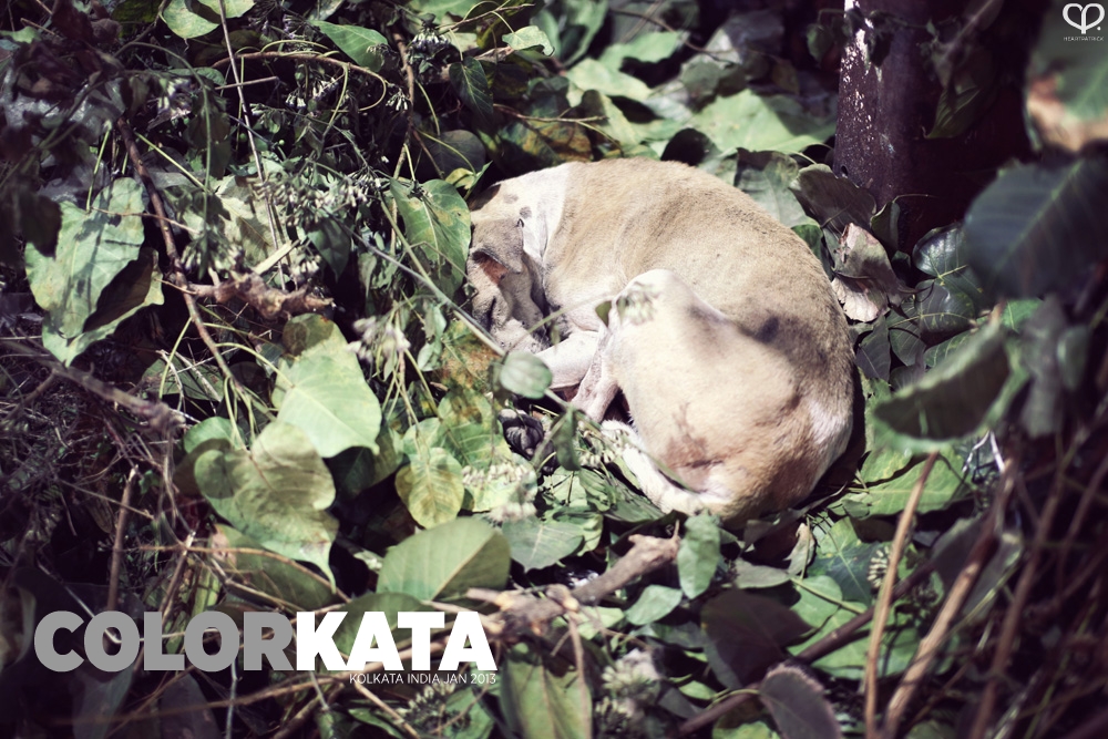 india kolkata photojournalism street photography maniktala